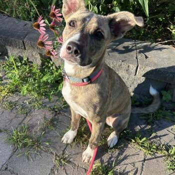 Greer -  Mixed Breed Dog for Adoption in Howes Cave, New York - Greer | PetCurious