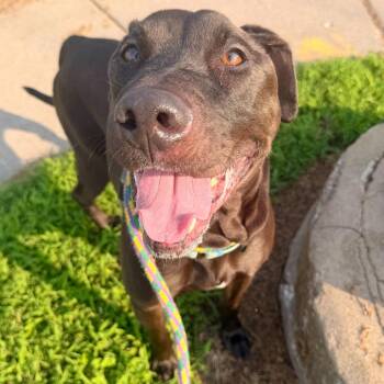 International Diva -  Mixed Breed Dog for Adoption in Davenport, Iowa - International Diva | PetCurious