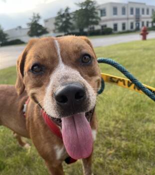 Rescue Labrador Retriever Dogs for Adoption in Mokena, Illinois - Butternut | PetCurious
