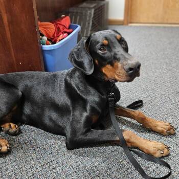 Doberman Pinscher Dogs Available for Adoption in Wichita, Kansas - Prince | PetCurious