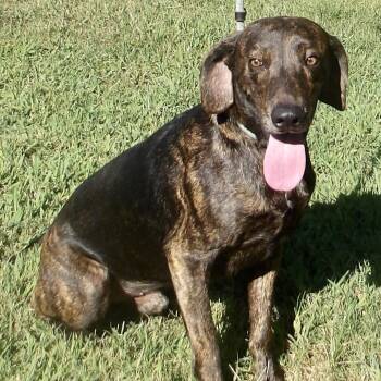 Toto -  Plott Hound Dog for Adoption in Gloucester, Virginia - Toto | PetCurious
