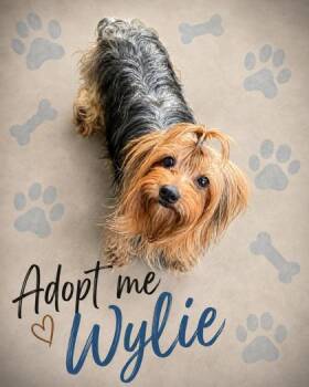 Wylie -  Silky Terrier Dog for Adoption in Oak Creek, Wisconsin - Wylie | PetCurious