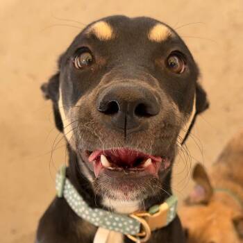Labrador Retriever and Shepherd Dogs Available for Adoption in Durango, Colorado - Shay | PetCurious
