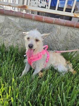 Sarita -  Terrier Dog for Adoption - Sarita | PetCurious