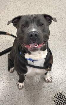 Johnny -  Pit Bull Terrier and Mixed Breed Dog for Adoption in Fishers, Indiana - Johnny | PetCurious