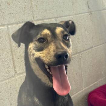 Mixed Breed Dogs Available for Adoption in Yuma, Arizona - Priya | PetCurious