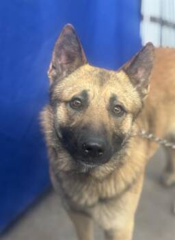 Mixed Breed Dogs Available for Adoption - ASHER | PetCurious