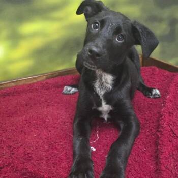 Shepherd Dogs Available for Adoption - Dante | PetCurious
