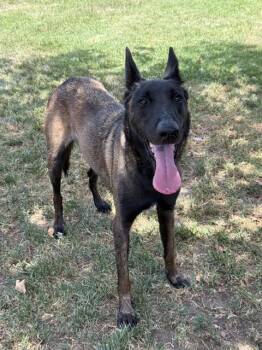 KILO -  Belgian Shepherd Malinois Dog for Adoption in Riverside, California - KILO | PetCurious