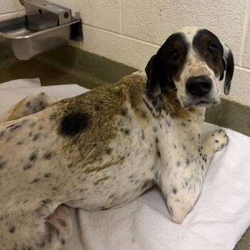 German Shorthaired Pointer Dogs Available for Adoption in Harrisonburg, Virginia - 70588 | PetCurious