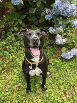 Rescue Labrador Retriever and Pit Bull Terrier Dogs for Adoption in Rockaway, New Jersey - Scout Lizman | PetCurious