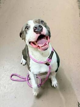 Stampede -  Pit Bull Terrier Dog for Adoption in Chicago, Illinois - Stampede | PetCurious