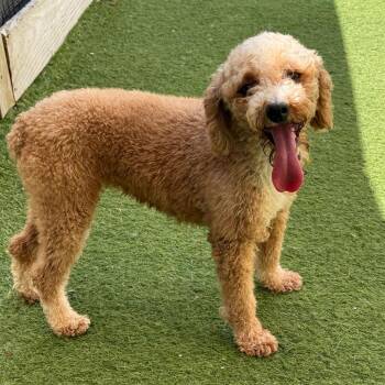 Ann 8053 -  Poodle Dog for Adoption in Loxahatchee Groves, Florida - Ann 8053 | PetCurious
