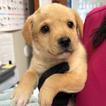 Sliver -  Shepherd and Mixed Breed Dog for Adoption in Yuma, Arizona - Sliver | PetCurious