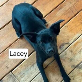 Lacey -  Terrier and Mixed Breed Dog for Adoption in Dover, Arkansas - Lacey | PetCurious