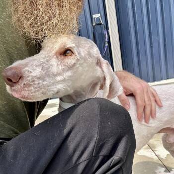 John Lennon -  Mixed Breed Dog for Adoption in Matteson, Illinois - John Lennon | PetCurious
