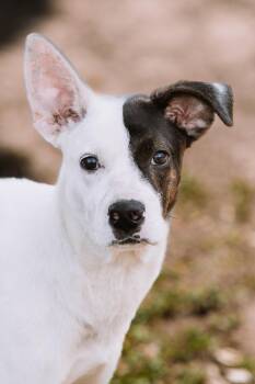 Rescue Hound Dogs for Adoption in Houston, Texas - Nua | PetCurious