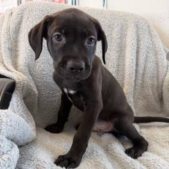 Noodle -  Pit Bull Terrier and Terrier Dog for Adoption in Long Beach, California - Noodle | PetCurious