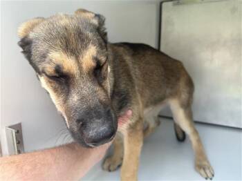 A658748 -  German Shepherd Dog and Mixed Breed Dog for Adoption in Houston, Texas - A658748 | PetCurious
