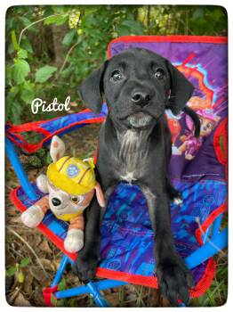 Labrador Retriever Dogs Available for Adoption in Sebring, Florida - Pistol | PetCurious