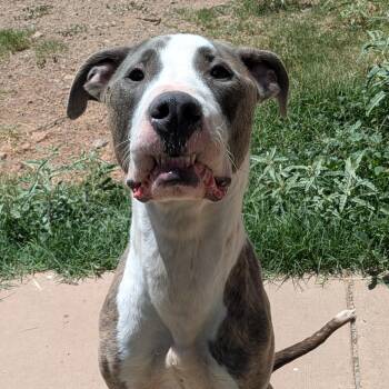 Peanut -  Pit Bull Terrier Dog for Adoption in Bisbee, Arizona - Peanut | PetCurious
