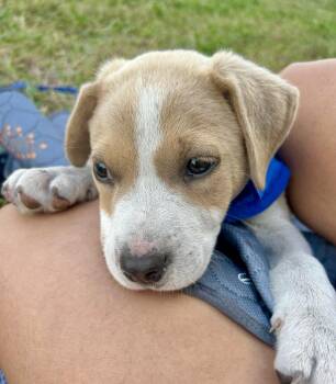 Labrador Retriever Dogs Available for Adoption in Austin, Texas - Buff | PetCurious