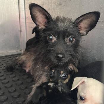 Honey Smacks -  Terrier Dog for Adoption in Edinburg, Texas - Honey Smacks | PetCurious