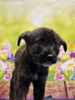 Rescue Australian Shepherd and Mixed Breed Dogs for Adoption in San Antonio, Texas - Mertle | PetCurious