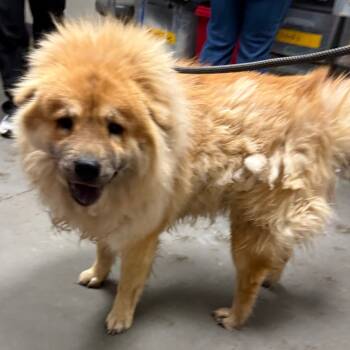 Rescue Chow Chow Dogs for Adoption in Yuma, Arizona - Ciao | PetCurious