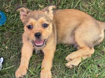 Eddie -  Shih Tzu and Chihuahua Dog for Adoption in Greensboro, North Carolina - Eddie | PetCurious