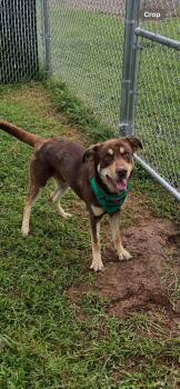 Bohdi -  Australian Kelpie and Husky Dog for Adoption in Harrodsburg, Kentucky - Bohdi | PetCurious