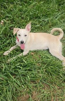 Adri -  Corgi and Labrador Retriever Dog for Adoption in Albion, New York - Adri | PetCurious