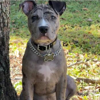 Mixed Breed Dogs Available for Adoption in Orlando, Florida - Reign | PetCurious