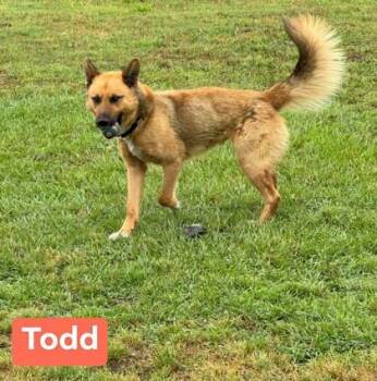 Mixed Breed Dogs Available for Adoption in Fairfax, Virginia - Todd | PetCurious