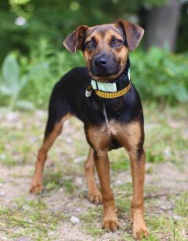 Uzi in NH. Come Meet our Adoptable Dogs Wednesday-Saturday. More -  Shepherd Dog for Adoption in Manchester, New Hampshire - Uzi In NH. Come Meet Our Adoptable Dogs Wednesday-Saturday. More | PetCurious
