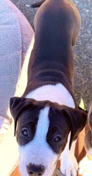 Pit Bull Terrier Dogs Available for Adoption - Garth (Brooks) | PetCurious