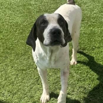 Moose -  English Pointer Dog for Adoption in Williston, Vermont - Moose | PetCurious