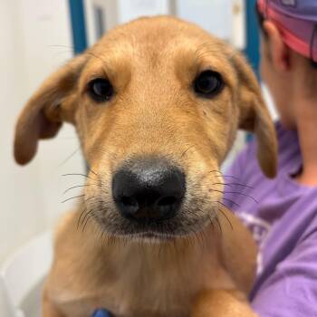 Raff -  Shepherd and Black Mouth Cur Dog for Adoption in Nashville, Tennessee - Raff | PetCurious