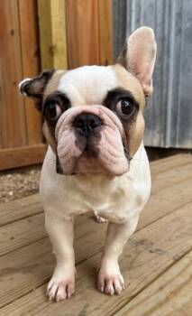 Rescue French Bulldog Dogs for Adoption in Hastings, Nebraska - Hattie | PetCurious