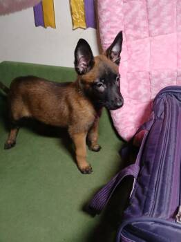 Cricket (Madacc puppy 2 - Suzie) -  German Shepherd Dog and Belgian Shepherd Malinois Dog for Adoption in Suamico, Wisconsin - Cricket (Madacc Puppy 2 - Suzie) | PetCurious