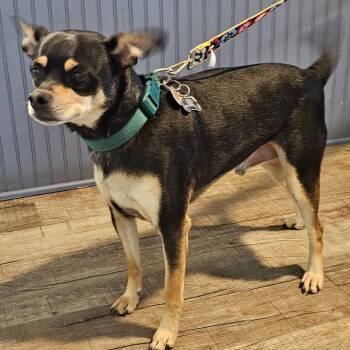 Chewy -  Terrier Dog for Adoption in Jefferson City, Tennessee - Chewy | PetCurious