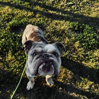 English Bulldog Dogs Available for Adoption in Berlin, New Jersey - Hootie | PetCurious