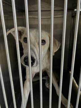 BIGFOOT -  Mixed Breed Dog for Adoption in Dallas, Texas - BIGFOOT | PetCurious