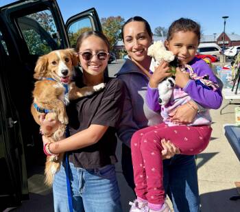 Red - Adoption Pending -  Dachshund Dog for Adoption in Warren, New Jersey - Red - Adoption Pending | PetCurious