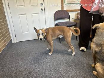 JOHNNY CAGE -  Siberian Husky and Mixed Breed Dog for Adoption in Ocala, Florida - JOHNNY CAGE | PetCurious