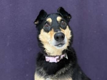 Lilly -  Shetland Sheepdog Sheltie and Shepherd Dog for Adoption in Portland, Oregon - Lilly | PetCurious