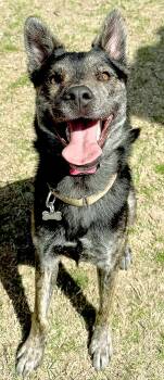 German Shepherd Dog Dogs Available for Adoption in Carrollton, Texas - Pinto | PetCurious