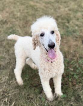 Rescue Standard Poodle Dogs for Adoption in Sandy Springs, Georgia - Tiggy | PetCurious