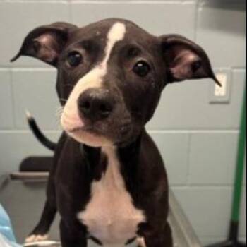 Dingle -  Pit Bull Terrier and Mixed Breed Dog for Adoption in Chicago, Illinois - Dingle | PetCurious