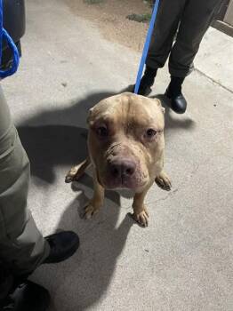 BEANS -  Pit Bull Terrier Dog for Adoption in Killeen, Texas - BEANS | PetCurious